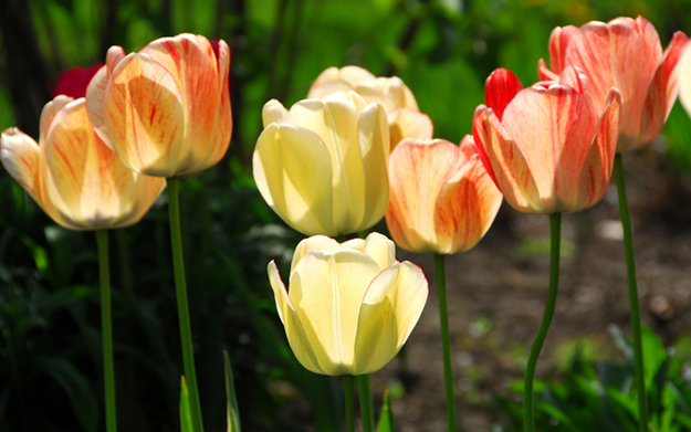 Tulipaner i blomstring. Bilde.